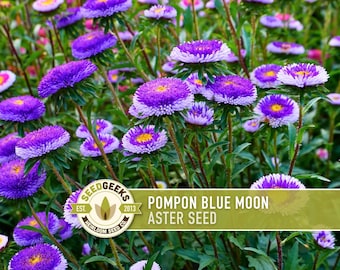 Pompon Blue Moon Aster Seeds, Heirloom China Aster