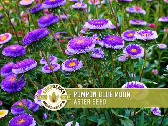 Pompon Blue Moon Aster Seeds, Heirloom China Aster
