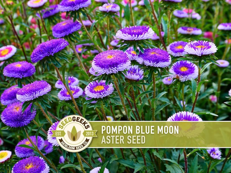 Blue Moon Aster Seeds | 30+ Seeds, Heirloom Pompon, Vibrant Cut Flowers | Callistephus chinensis image 1