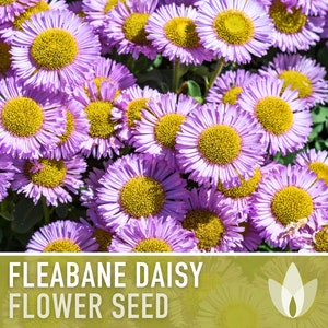 May include: Close-up of a cluster of purple and yellow fleabane daisy flowers.  FLEABANE DAISY FLOWER SEED.