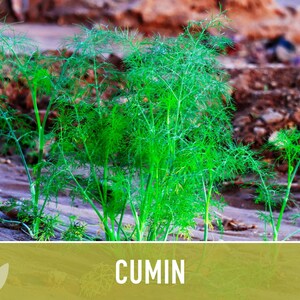 Cumin Herb Heirloom Seeds afbeelding 12
