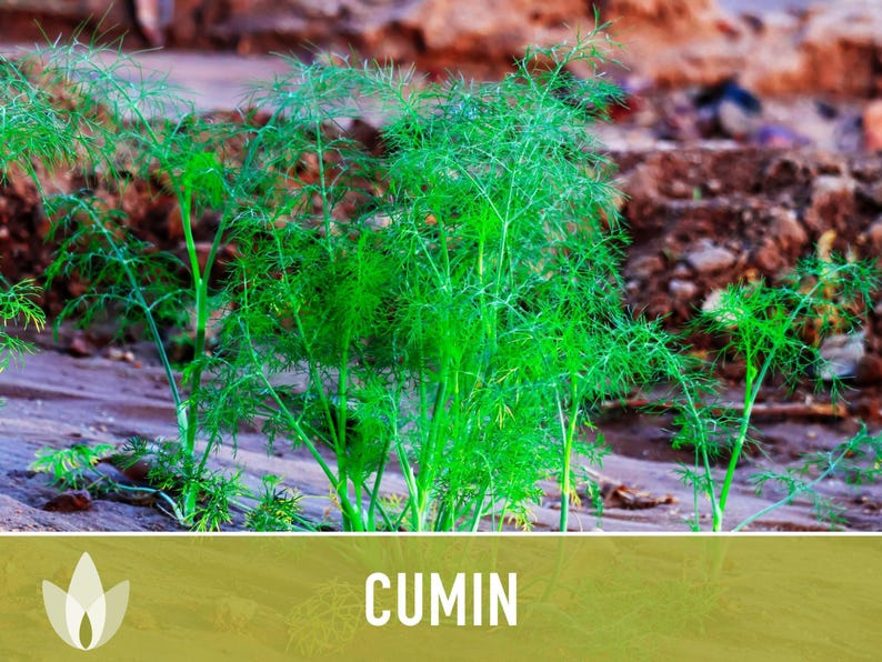 Cumin Herb Heirloom Seeds afbeelding 12