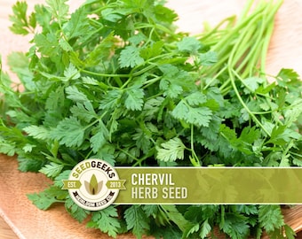 Chervil Herb Seed | 100+ Seeds, Organic, Non-GMO Culinary & Medicinal, Medieval Rare French Herb