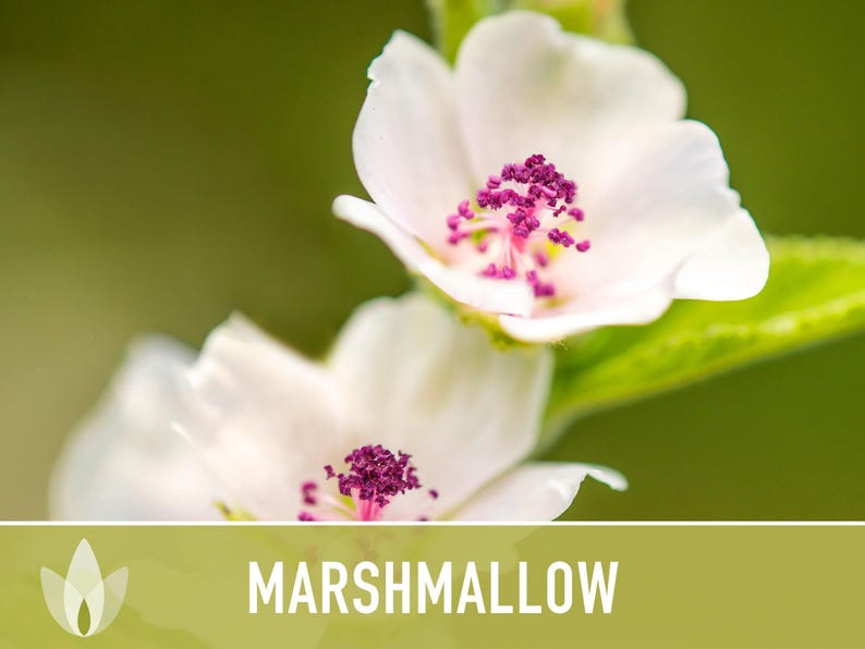 A close-up view of a white flower with purple stamens, set against a blurred green background.