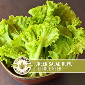 Green Salad Bowl Lettuce Heirloom Seeds