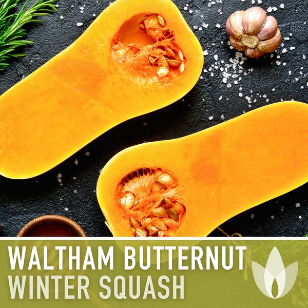 Waltham Butternut Winter Squash Heirloom Seeds - Sweet Flavor, Solid Stem, Vine-Borer Resistant, Storage Squash, Open Pollinated, Non-GMO