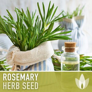 Semillas de Romero - Semillas tradicionales, Hierba culinaria, Hierba medicinal, Polinización abierta, Perenne, Rosmarinus Officinalis, Sin OMG imagen 4