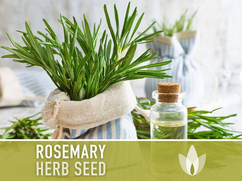Semillas de Romero - Semillas tradicionales, Hierba culinaria, Hierba medicinal, Polinización abierta, Perenne, Rosmarinus Officinalis, Sin OMG imagen 4