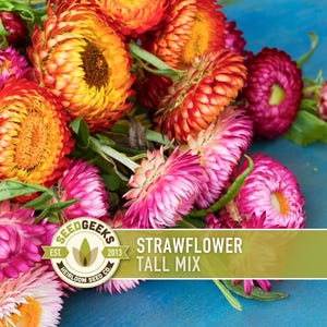 Tall Strawflower Seeds | 100+ Seeds, Heirloom Mix, Bright Colors, Dried & Cut Flowers, Helichrysum bracteatum