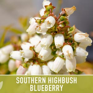 Semillas de arándano azul de arbusto alto del sur / Más de 50 semillas, variedad tradicional, bayas no transgénicas para repostería y uso medicinal, Vaccinium corymbosum imagen 9