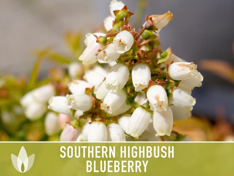 Semillas de arándano azul de arbusto alto del sur / Más de 50 semillas, variedad tradicional, bayas no transgénicas para repostería y uso medicinal, Vaccinium corymbosum imagen 9