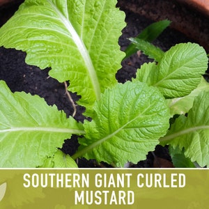 Southern Giant Curled Mustard Greens Heirloom Seeds image 8