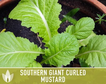 11+ Mustard Green Color