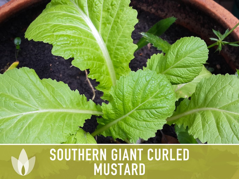 Southern Giant Curled Mustard Greens Heirloom Seeds image 8