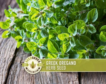 Greek Oregano Herb Heirloom Seeds - Open Pollinated, Non-GMO