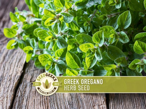 Greek Oregano Herb Heirloom Seeds - Open Pollinated, Non-GMO