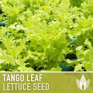Tango Leaf Lettuce Seeds - Heirloom Seeds, Oakleaf Lettuce, Container Garden, Cold Tolerant, Open Pollinated, Non-GMO