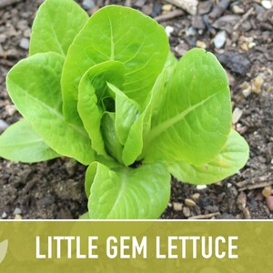 Little Gem Lettuce Heirloom Seeds Sucrine, Sugar Cos, Butterhead, Fresh Salad Garden, Open Pollinated, Non-GMO Bild 9