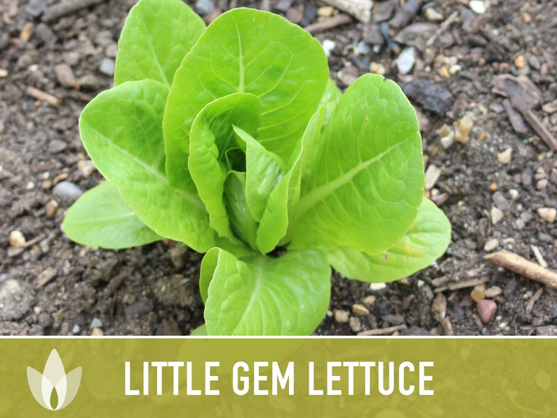 Little Gem Lettuce Heirloom Seeds Sucrine, Sugar Cos, Butterhead, Fresh Salad Garden, Open Pollinated, Non-GMO Bild 9