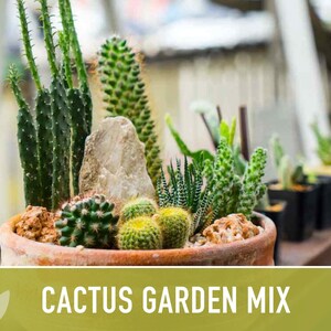 Cactus Garden Seed Mix | 50+ Seeds, Saguaro, Prickly Pear, Hedgehog, Santa Rita, Desert, Cactaceae image 5