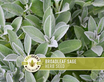 Sage, Broadleaf Herb Heirloom Seeds