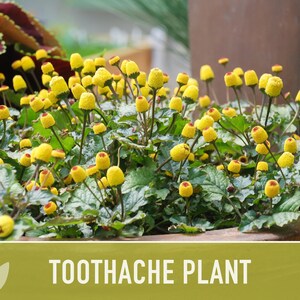 Toothache Plant Seeds | 50+ Seeds, Heirloom Medicinal Herb, Electric Daisy, Spilanthes Oleracea image 8