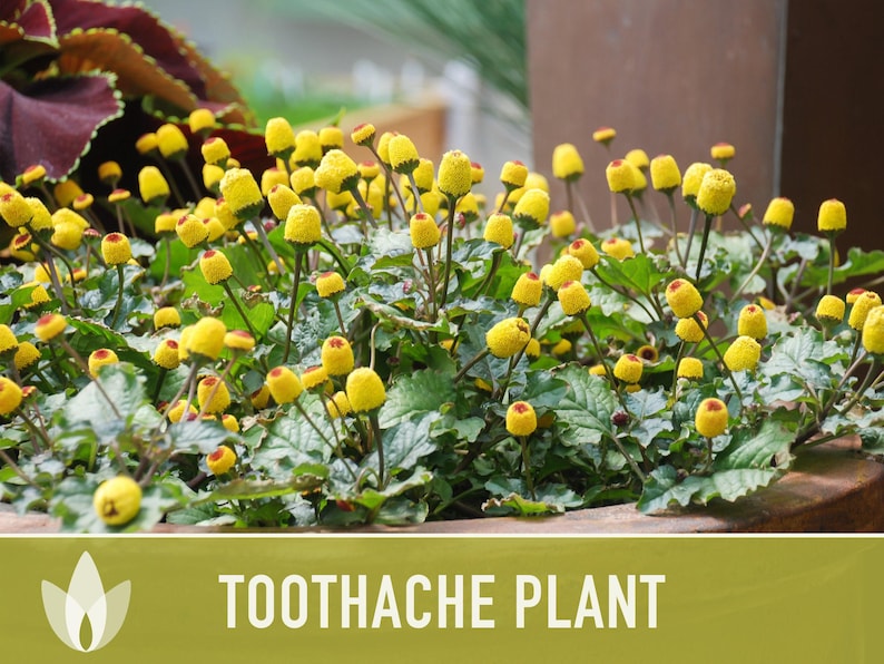 Toothache Plant Seeds | 50+ Seeds, Heirloom Medicinal Herb, Electric Daisy, Spilanthes Oleracea image 8