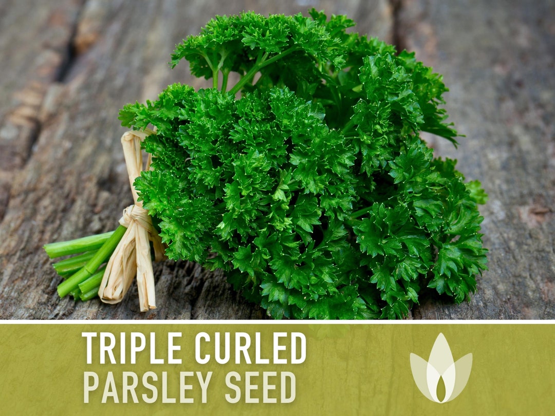 Triple Curled Parsley Herb Heirloom Seeds Moss Curled Parsley