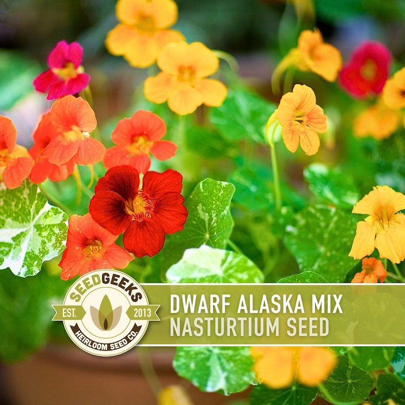 Alaska Nasturtium Mix Etsy alaska-nasturtium-mix-etsy