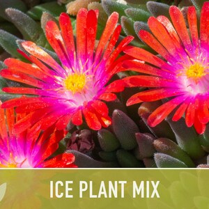 Ice Plant Flower Seeds – Rainbow Mix, Ground Cover, 150 Non-GMO Seeds image 11