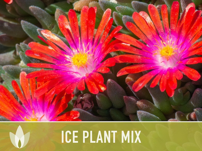 Ice Plant Flower Seeds – Rainbow Mix, Ground Cover, 150 Non-GMO Seeds image 11