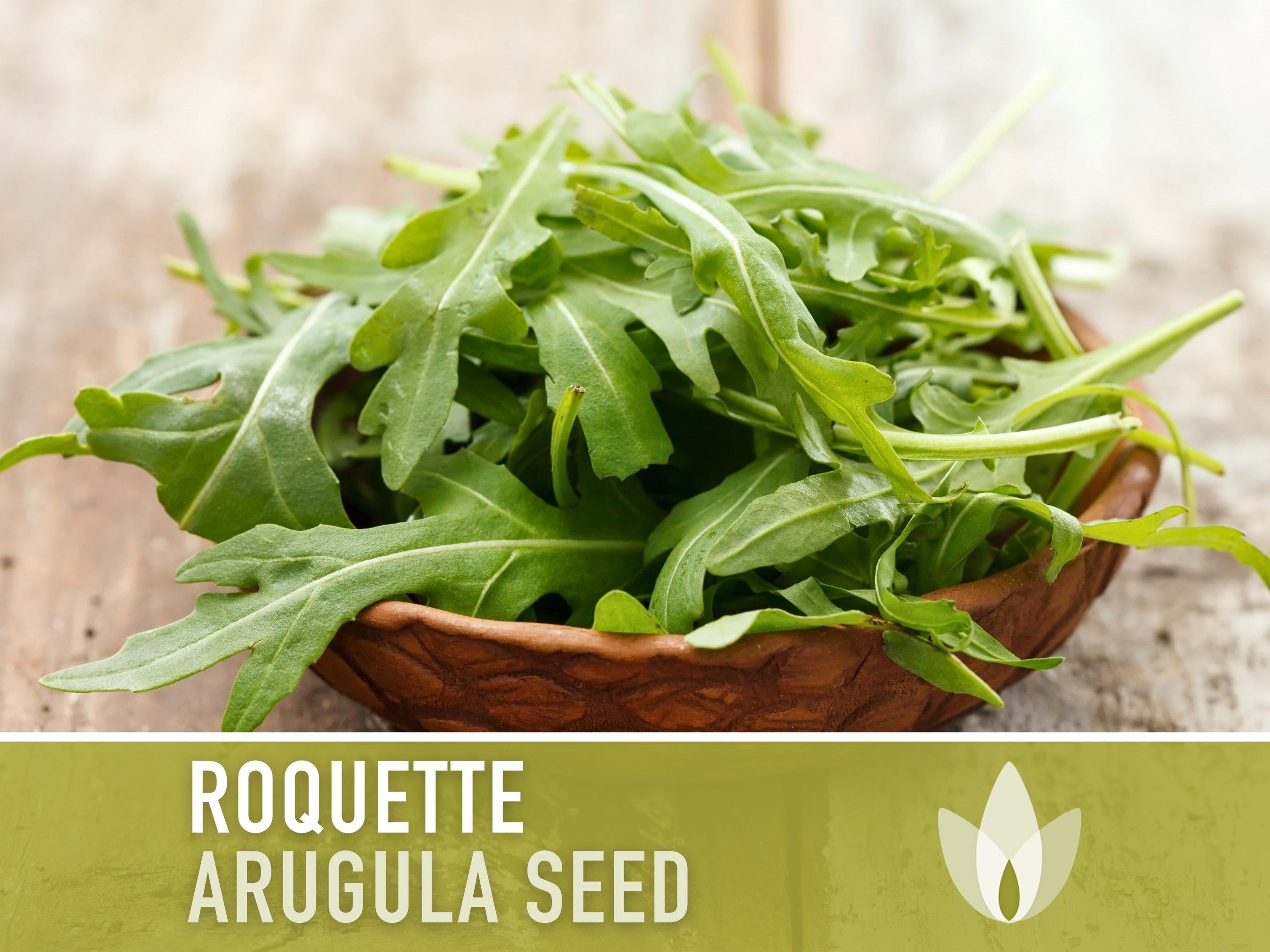 Arugula Roquette Heirloom Seeds Open Pollinated Non-GMO 