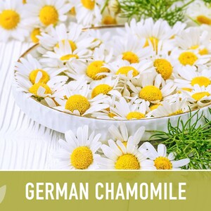 German Chamomile Seeds | 200+ Seeds, Heirloom, Medicinal, Organic | Matricaria chamomilla zdjęcie 11