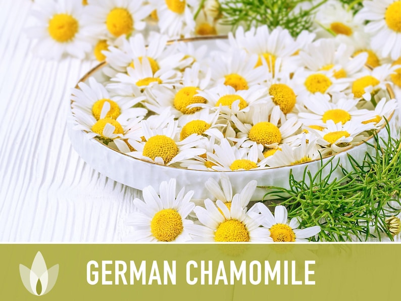 German Chamomile Seeds | 200+ Seeds, Heirloom, Medicinal, Organic | Matricaria chamomilla zdjęcie 11