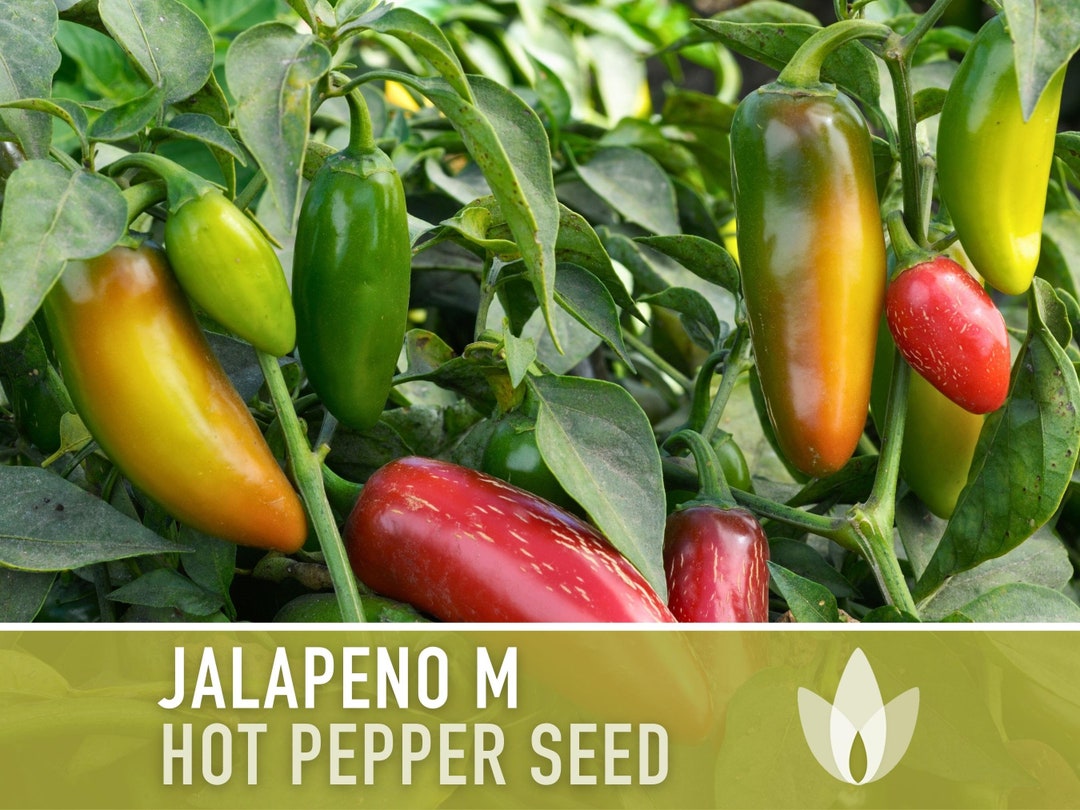 Jalapeno Pepper Seeds Heirloom Seeds, Salsa Garden, High Yield