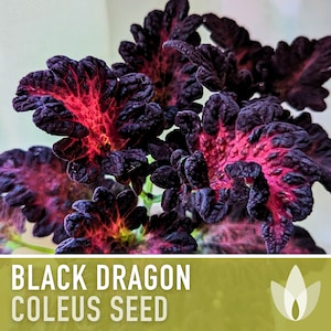 Coleus, Black Dragon - 20 Seeds - Heirloom Flower Seeds, Ornamental Coleus Plant, Landscape Plant, Houseplant Seeds, Shade Garden, Non-GMO