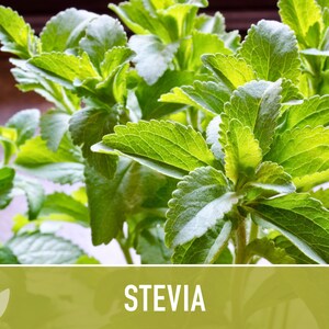 Stevia Sugar Leaf Seeds Heirloom Seeds, Natural Sweetener, Sugar Substitute, Zero Calories, Sweet Herb, Stevia Rebaudiana, Non-GMO image 4