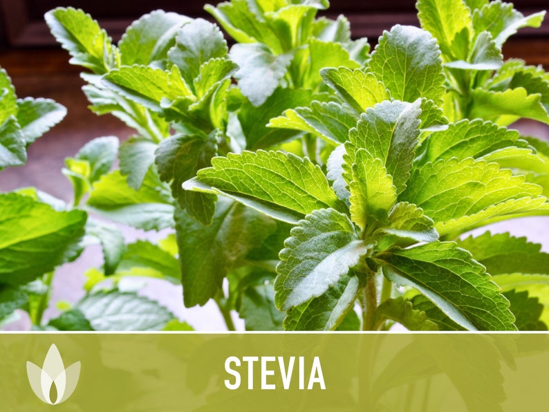 Stevia Sugar Leaf Seeds Heirloom Seeds, Natural Sweetener, Sugar Substitute, Zero Calories, Sweet Herb, Stevia Rebaudiana, Non-GMO image 4