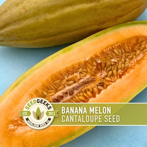 Banana Melon Seeds – Heirloom Cantaloupe, Orange Flesh
