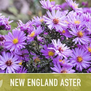 New England Aster Seeds, Heirloom Native Variety zdjęcie 5