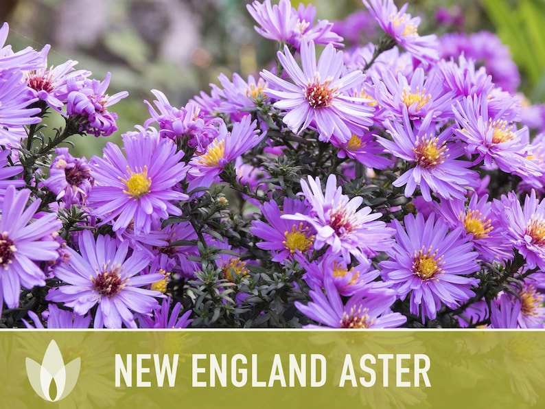 New England Aster Seeds, Heirloom Native Variety zdjęcie 5