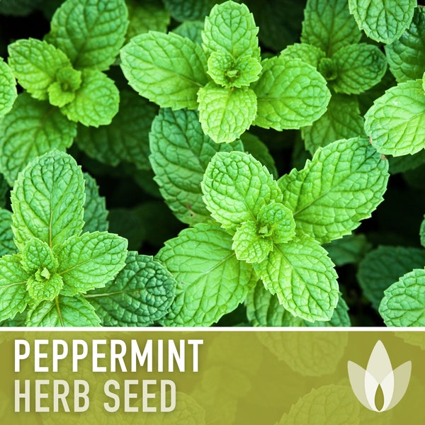 Peppermint Seeds - Heirloom Seeds, Medicinal Herb Seeds, Culinary Herb Seeds, Open Pollinated, Non-GMO