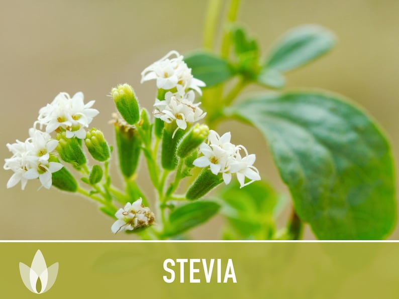 Stevia Seeds – Heirloom Sugar Leaf, Natural Sweetener (50 Seeds) image 8