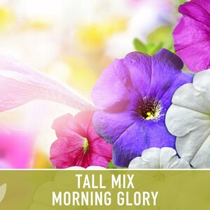 Morning Glory Tall Mix Heirloom Seeds, Ipomoea Purpurea image 8