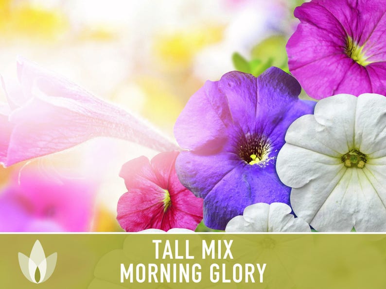 Morning Glory Tall Mix Heirloom Seeds, Ipomoea Purpurea image 8