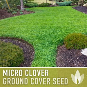 Micro Clover Seeds | 100,000+ Seeds 4 oz, Lawn Alternative, Drought Tolerant | Trifolium repens image 12