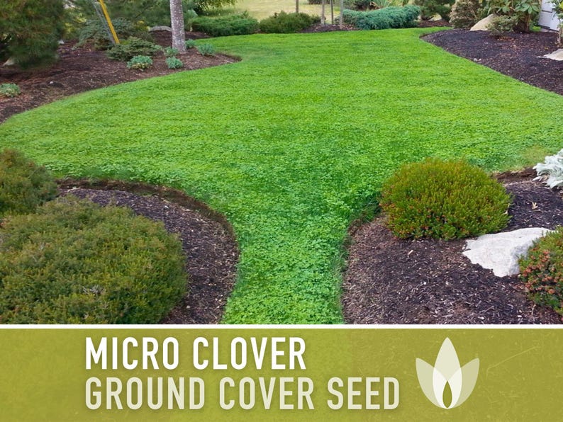 Micro Clover Seeds | 100,000+ Seeds 4 oz, Lawn Alternative, Drought Tolerant | Trifolium repens image 12