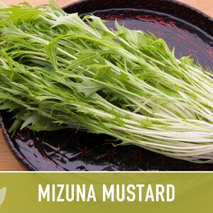 Mizuna Mustard Greens Heirloom Seeds image 3