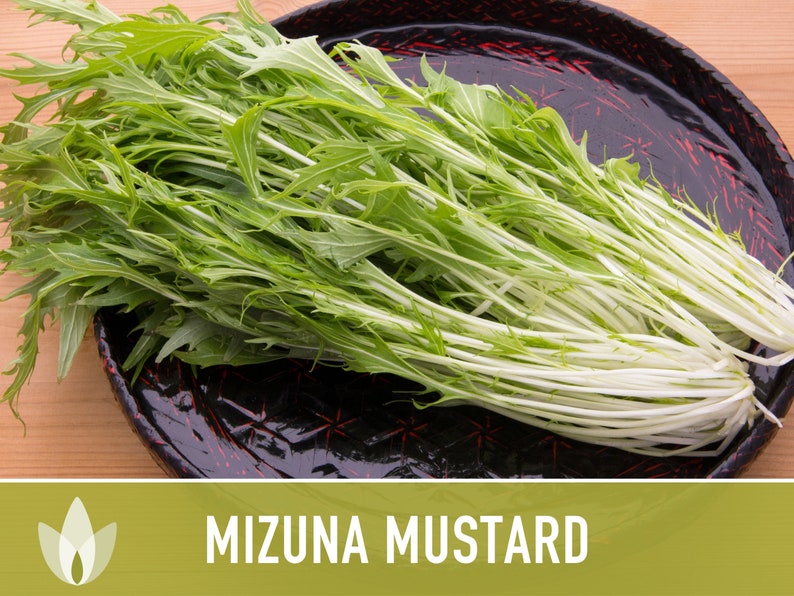 Mizuna Mustard Greens Heirloom Seeds image 3