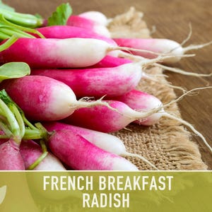 French Breakfast Radish Heirloom Seeds image 10